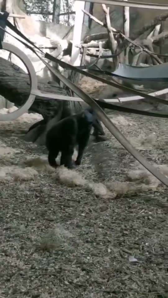 🐒🐒🐒 zoológico de Calgary