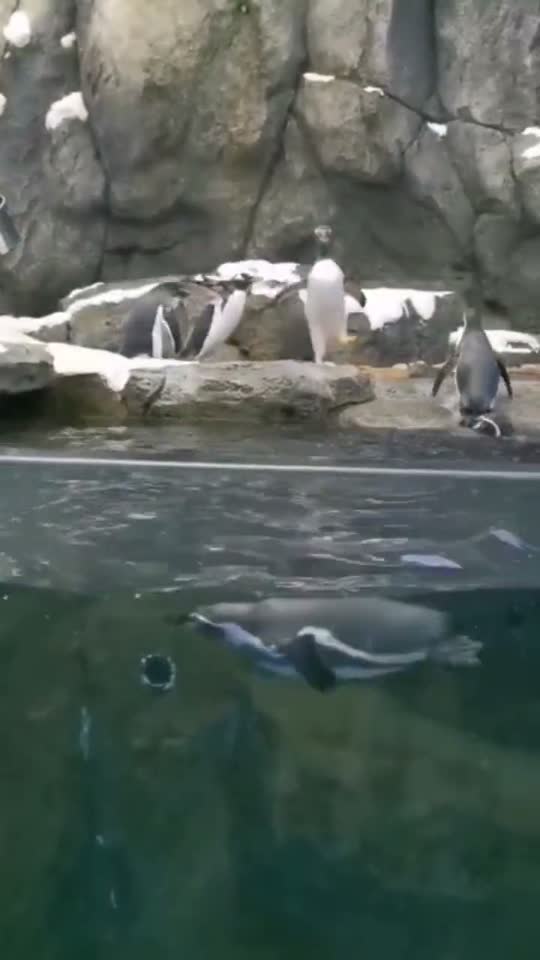 🐧🐧🐧 fight Calgary zoo
