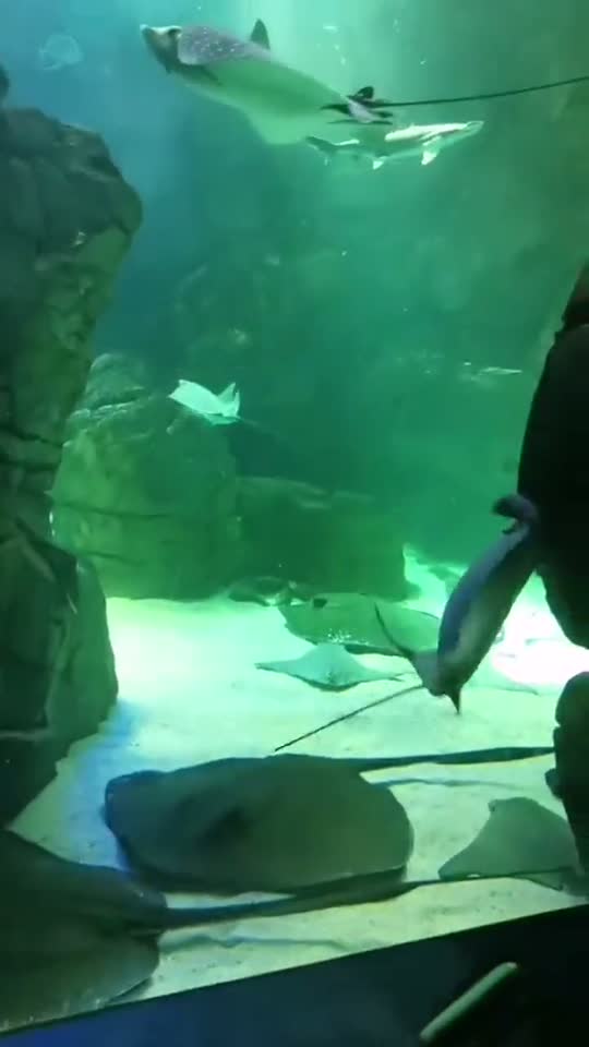 Stingrays gliding in aquarium