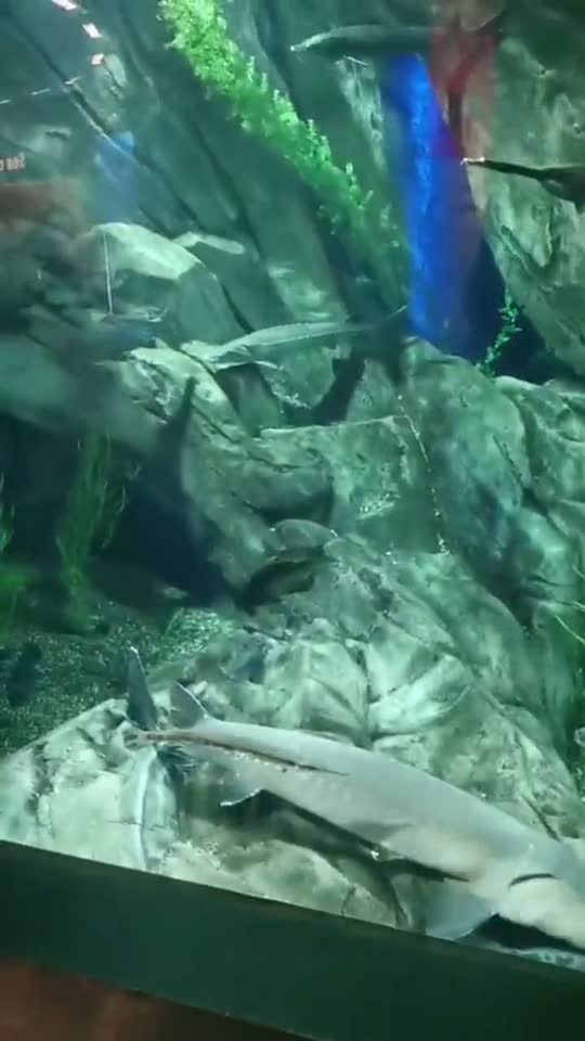 Fish in aquarium tank