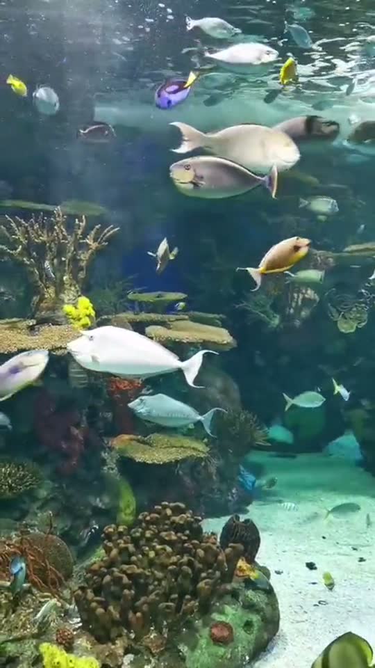Peixes tropicais no recife