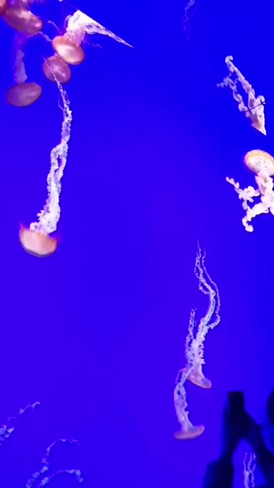Drifting jellyfish