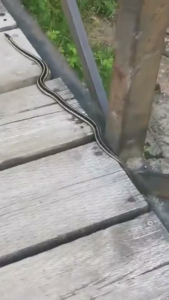 meditation, snake and frog.